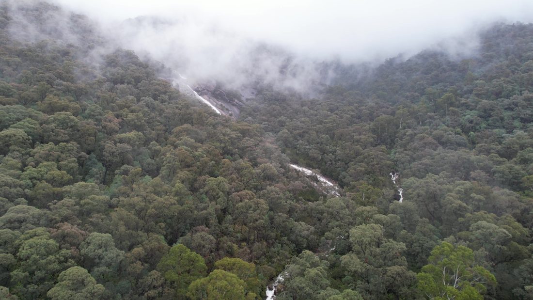 River through misty forest