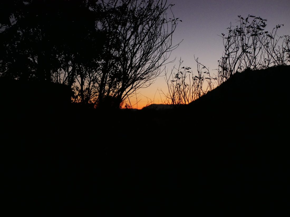Lone tree at sunset